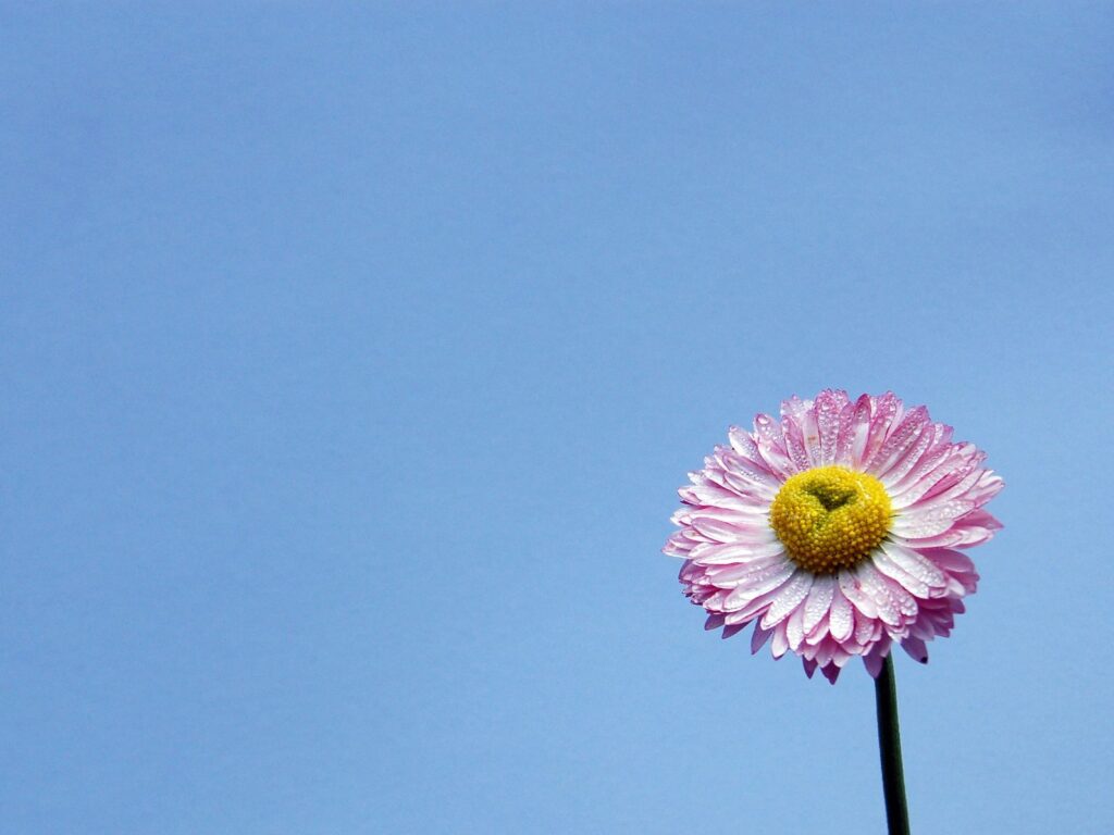 spring flower
